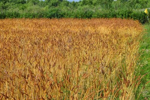 黄金色のムギ畑 黄金色のムギ畑,ムギ畑,麦畑の写真素材