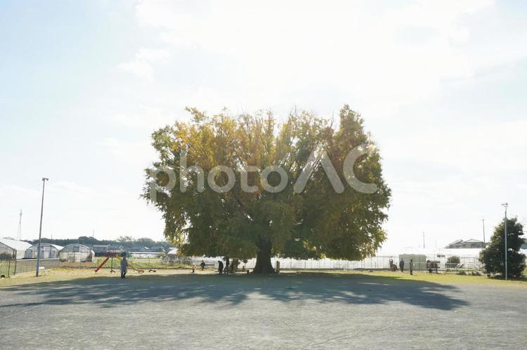 大和の大いちょう いちょう,イチョウ,巨木の写真素材