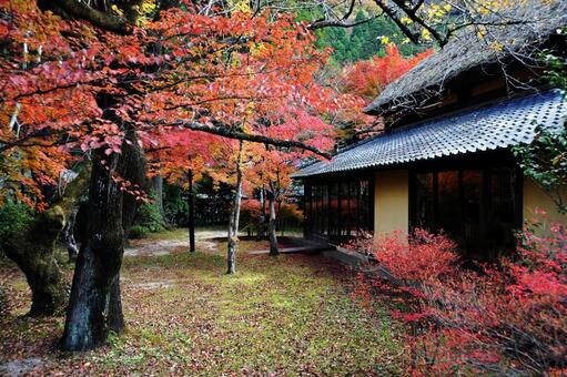 秋の日本の風景 紅葉,もみじ,植物の写真素材