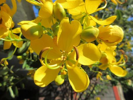 ナンバンサイカチ  ０８ ナンバンサイカチ,ゴールデンシャワー,花の写真素材