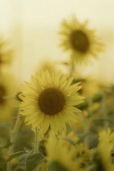 福岡-【柳川ひまわり園】 福岡-【柳川ひまわり園】 ひまわり,花,植物の写真素材
