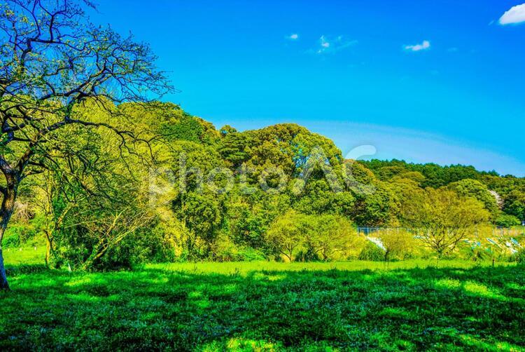 自然の風景 風景,自然,木の写真素材