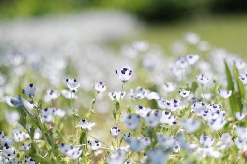 Photo, nemophila, macrata, maculata, 