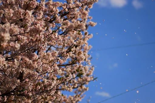 桜吹雪舞う 桜吹雪舞うの写真