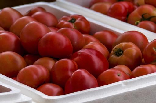 トマト1（田原市） トマト,野菜,農業の写真素材