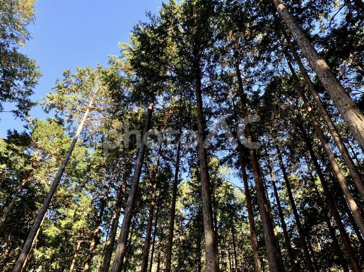 森林と青空 森林,木,木々の写真素材