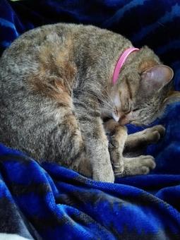 猫 猫の写真