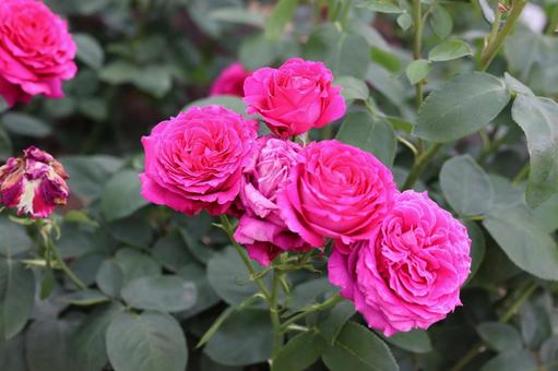 バラ園に咲くカラフルな薔薇を撮影しました 花,薔薇,自然の写真素材