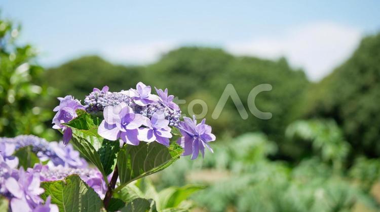 晴れの日のアジサイ・6 あじさい,アジサイ,紫陽花の写真素材
