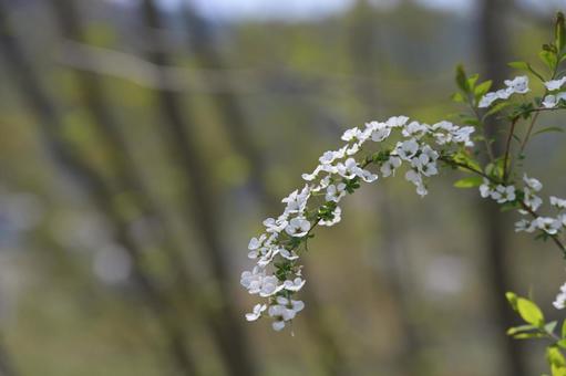 Spiraea flower 06, JPG Spiraea flower 06, JPG