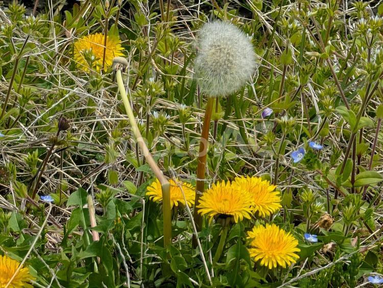 草むらの中に咲く美しいたんぽぽと綿毛 たんぽぽ,草むら,雑草の写真素材