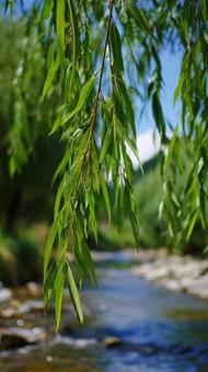 Scenery of a clear stream with willow leaves swaying, willow, leaf, branch, JPG