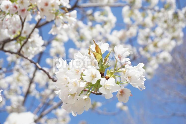庭木　さくら 桜,さくら,サクラの写真素材