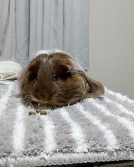 ごはんですよ モルモット,長毛種,シェルティの写真素材