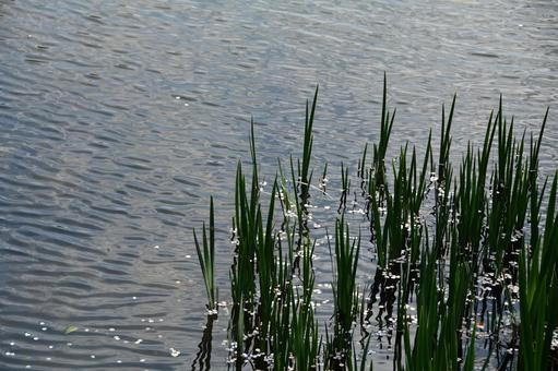 桜の花びらが浮かんだ池の水面 サクラ,桜,花びらの写真素材
