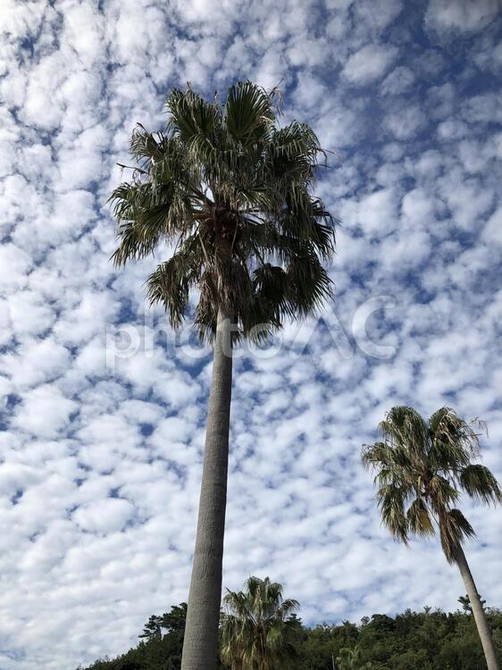 ヤシの木とウロコ雲 木,ヤシ科,空の写真素材