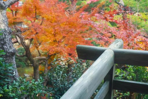手摺と紅葉 手摺と紅葉の写真