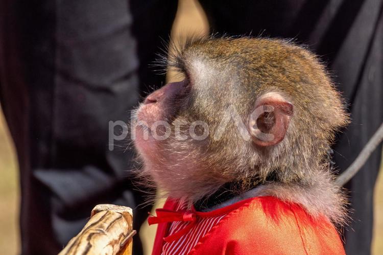 赤い服のおサルさん サル,哺乳類,野生動物の写真素材