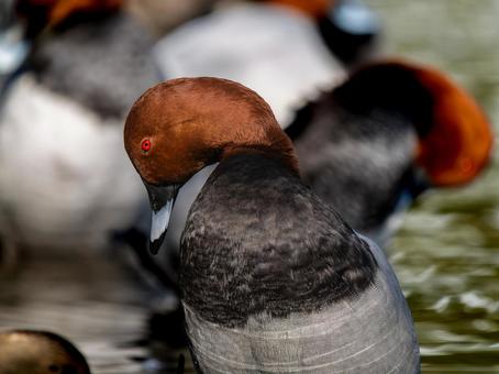 A flock of ducks at the water's edge, JPG