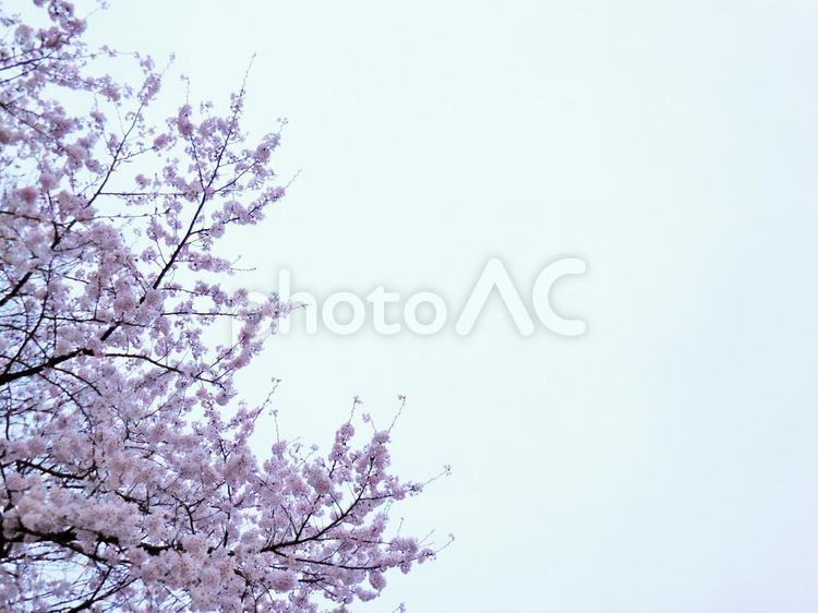 桜並木の風景　14 3月,4月,sakuraの写真素材