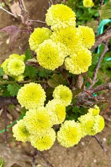 菊2 菊,キク,花の写真素材