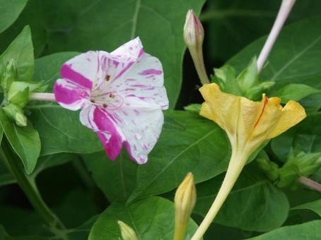 オシロイバナ・白粉花 オシロイバナ・白粉花の写真