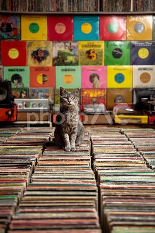 たくさんのレコードと猫 猫,店,レコードの写真素材