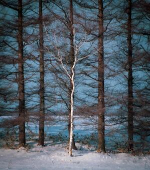 森に映える白樺の立ち木 冬景色,白樺,森の写真素材