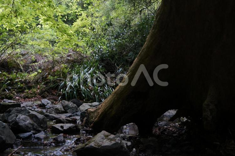 森の風景 東京都,東京,高尾山の写真素材