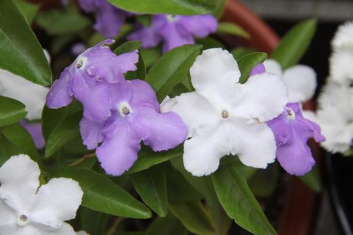 ニオイバンマツリ・匂蕃茉莉 ニオイバンマツリ・匂蕃茉莉 ニオイバンマツリ,マクロ,熱帯花木の写真素材
