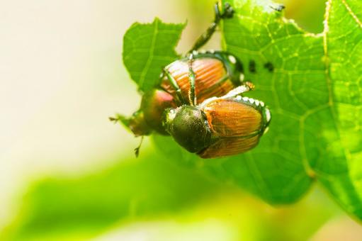 マメコガネ マメコガネ マメコガネ,コガネムシ,コガネ虫の写真素材
