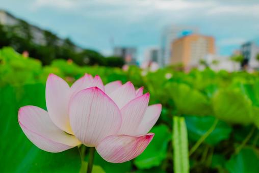 【秋田】千秋公園 蓮の花 2025 【秋田】千秋公園 蓮の花 2025の写真