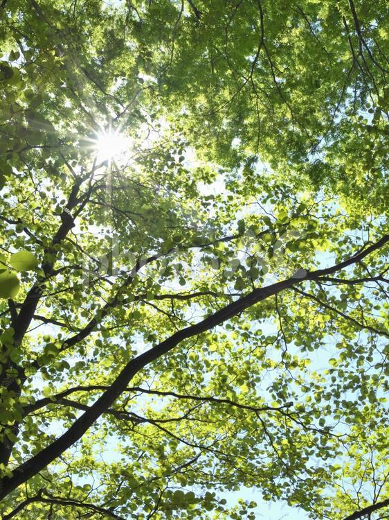 木漏れ日 木漏れ日,新緑,木の写真素材