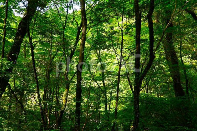 新緑の菊池渓谷 自然,渓谷,新緑の写真素材