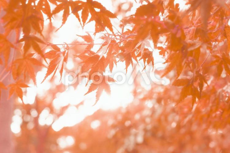秋の日差しを浴びた赤く紅葉する紅葉 モミジ,秋色,秋イメージの写真素材