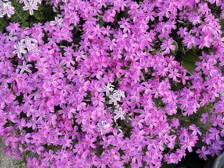 芝桜 芝桜 芝桜,春の花,ピンクの花の写真素材