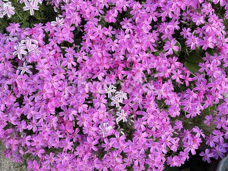 芝桜 芝桜,春の花,ピンクの花の写真素材