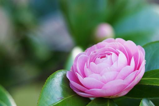 ピンクのツバキ ツバキ,花,一輪の写真素材