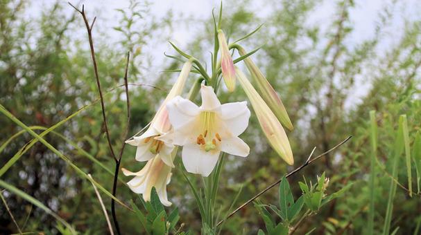 夏の花 シンテッポウユリ 夏の花 シンテッポウユリ 百合,花,夏の写真素材