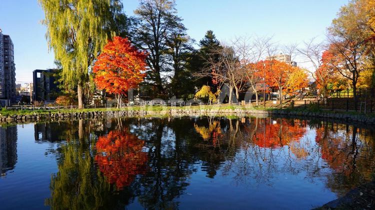 公園の池と紅葉 湖,木,庭の写真素材