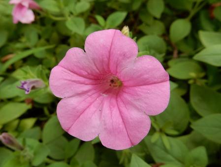 【花の写真】ペチュニア(衝羽根朝顔) 【花の写真】ペチュニア(衝羽根朝顔)の写真
