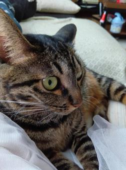 ねこ ねこ,かわいい,アップの写真素材