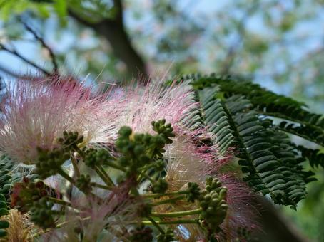 Silk tree, JPG Silk tree, JPG
