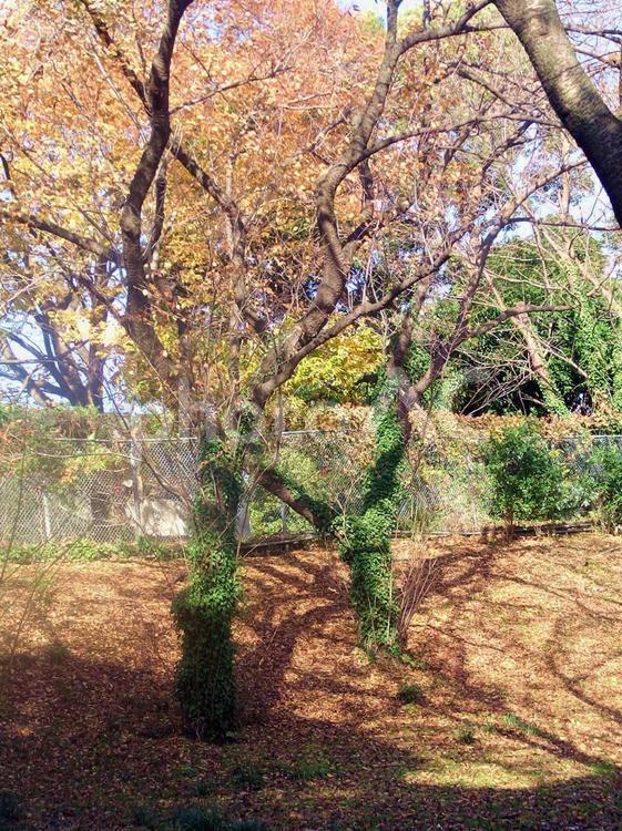 緑の服を着た冬の樹木 冬,木,樹木の写真素材