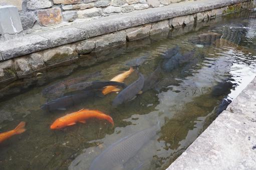 掘割のこい 掘割のこいの写真