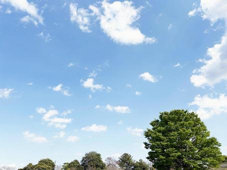 Refreshing blue sky and trees in the park, JPG Refreshing blue sky and trees in the park, JPG