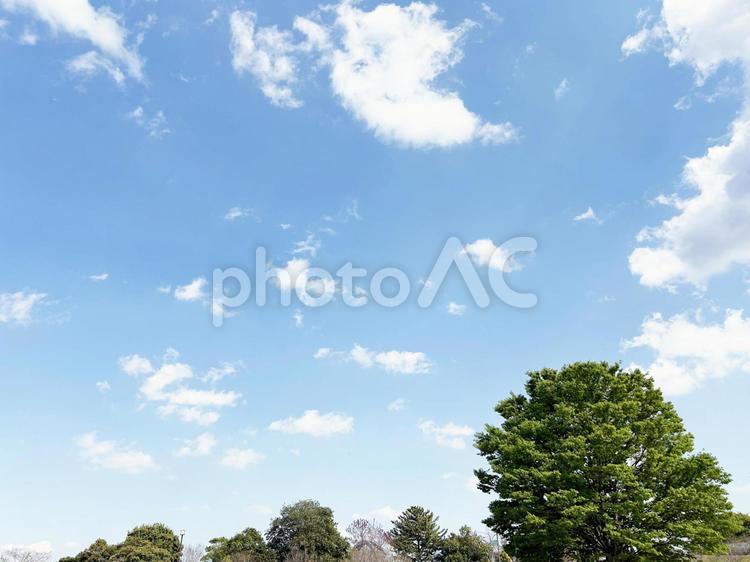 爽やかな青空と公園の木々 空模様,空,雲の写真素材