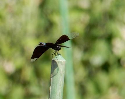 [Insect Photo] Butterfly Dragonfly, JPG