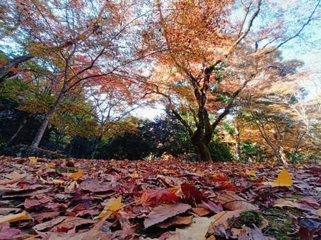 紅葉のじゅうたん 紅葉,もみじ,落ち葉の写真素材