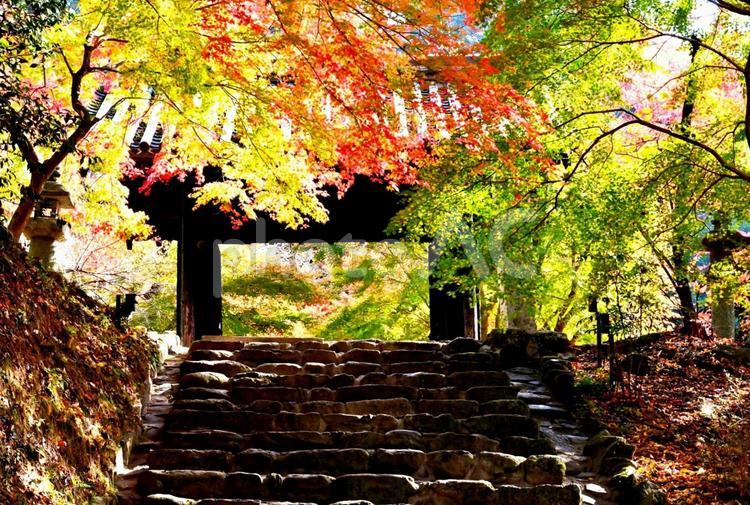 福岡県　秋月城  黒門の紅葉 紅葉,秋月,日本の写真素材